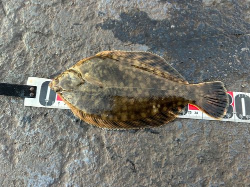 クロガシラガレイの釣果