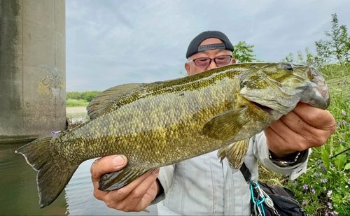 スモールマウスバスの釣果