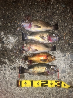 メバルの釣果