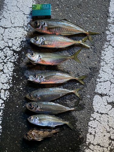 アジの釣果