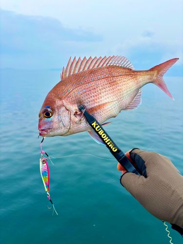 チャリコの釣果