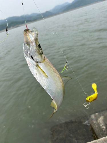 ヒラの釣果