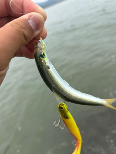 コノシロの釣果