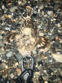 オニオコゼの釣果