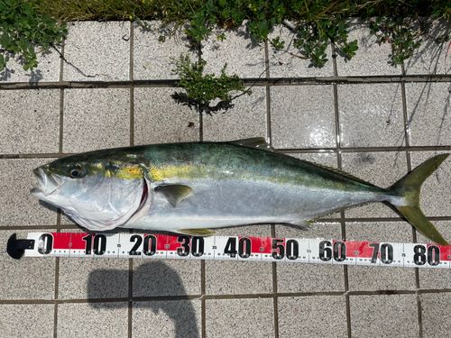 ブリの釣果