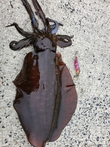 アオリイカの釣果