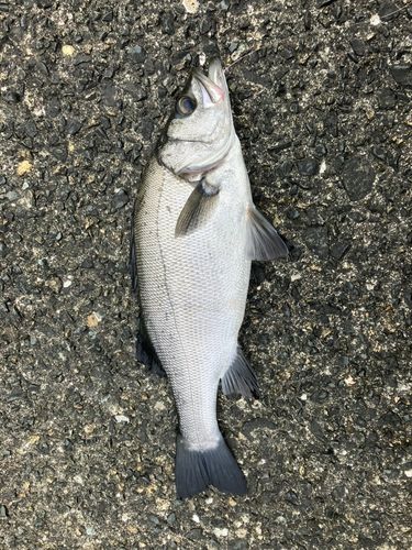 セイゴ（ヒラスズキ）