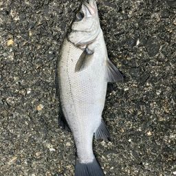 セイゴ（ヒラスズキ）