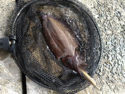 モンゴウイカの釣果