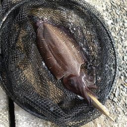 モンゴウイカ