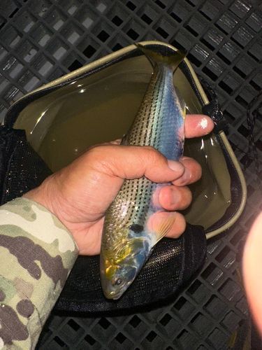 コノシロの釣果