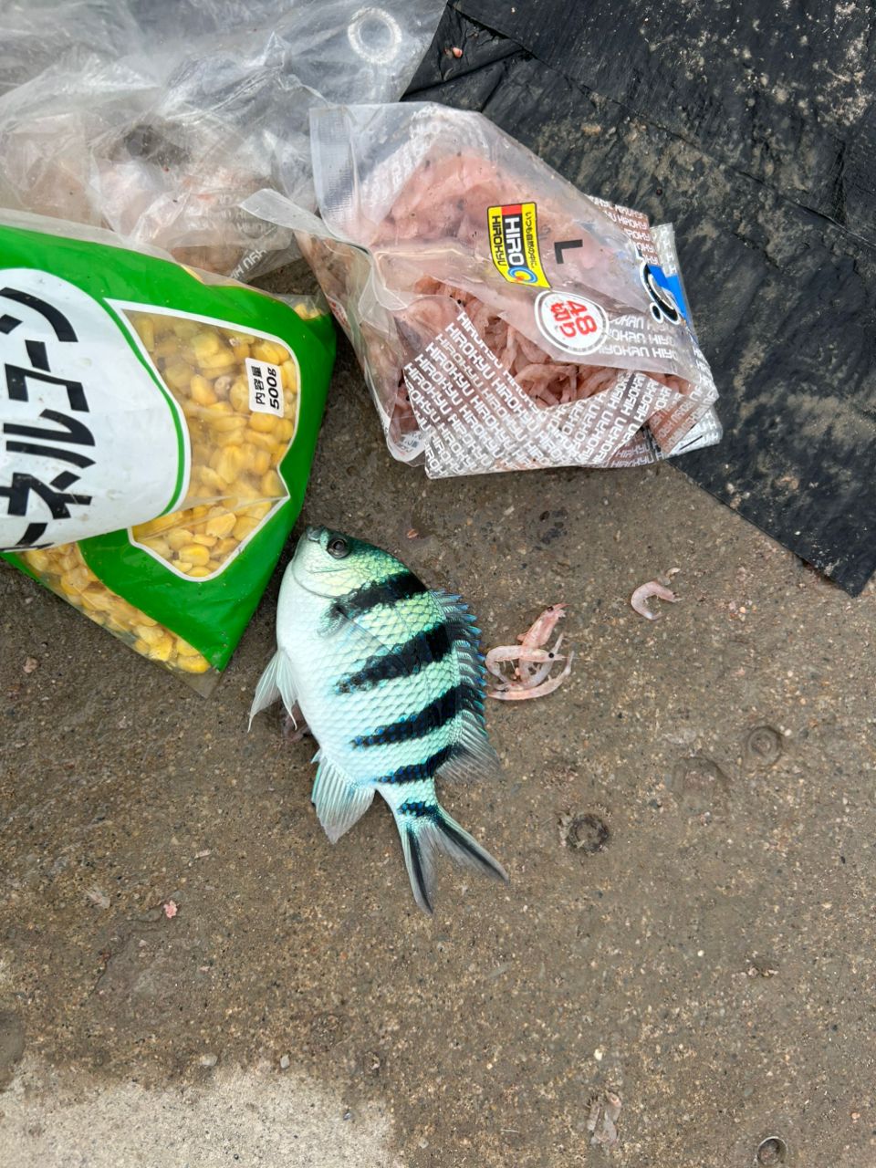 ロクセンスズメダイ