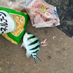 ロクセンスズメダイ