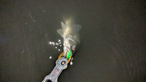 セイゴ（マルスズキ）の釣果