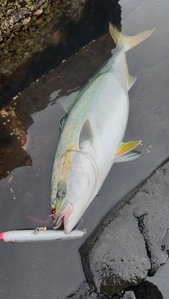 ヤズの釣果