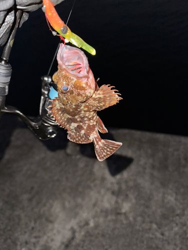 カサゴの釣果