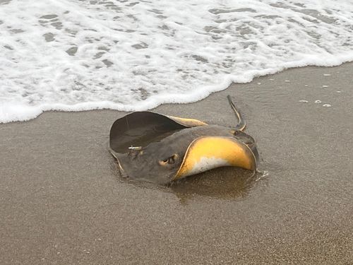 アカエイの釣果