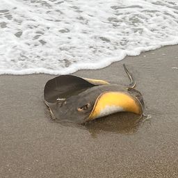 アカエイ