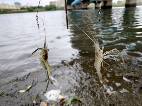 テナガエビの釣果
