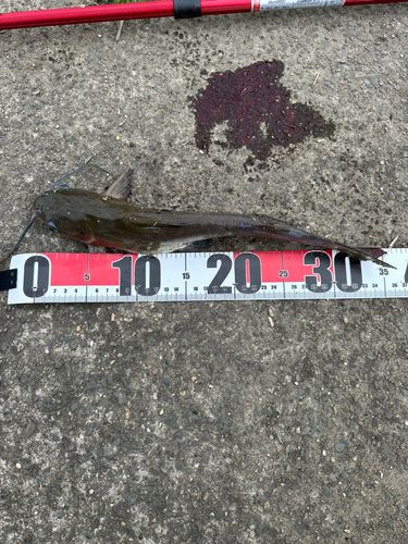 アメリカナマズの釣果