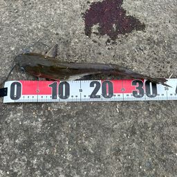 アメリカナマズ