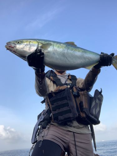ブリの釣果