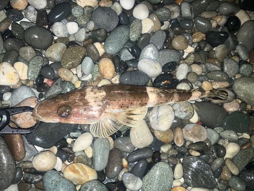 マゴチの釣果
