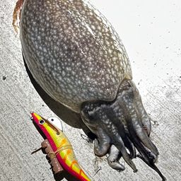 シリヤケイカ