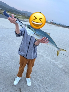 ハマチの釣果