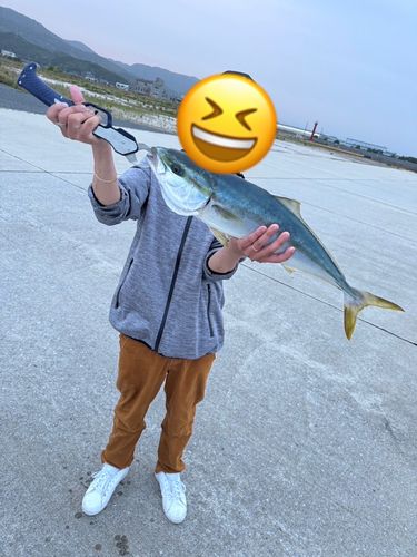 ハマチの釣果