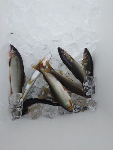 アユの釣果