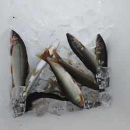 アユ