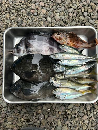 アジの釣果