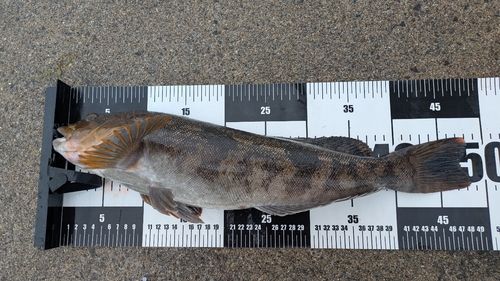 アイナメの釣果