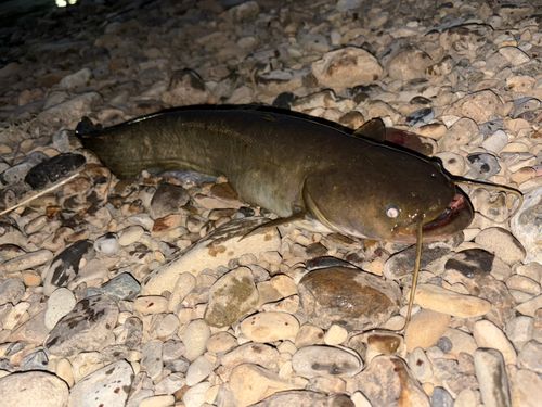 ナマズの釣果