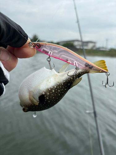 クサフグの釣果