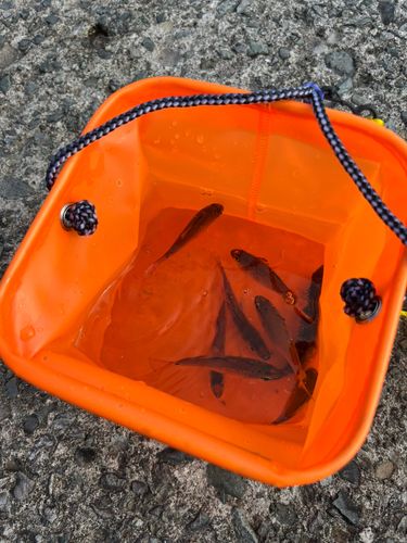 ネンブツダイの釣果