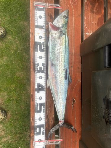 サワラの釣果