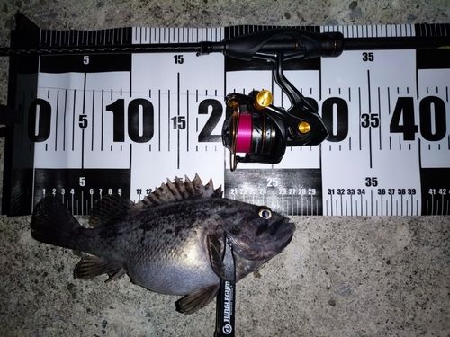 クロソイの釣果