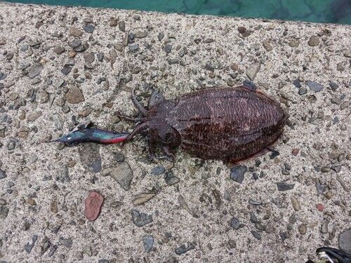 モンゴウイカの釣果