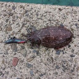 モンゴウイカ