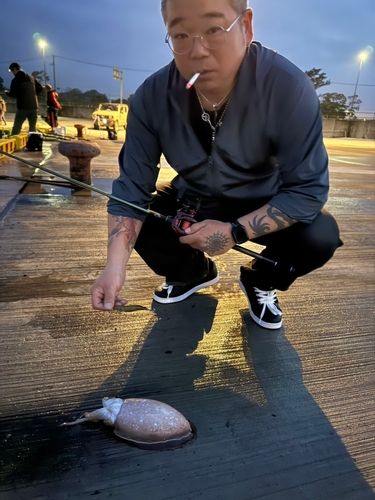 コウイカの釣果