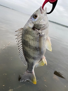 キビレの釣果