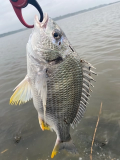 キビレの釣果