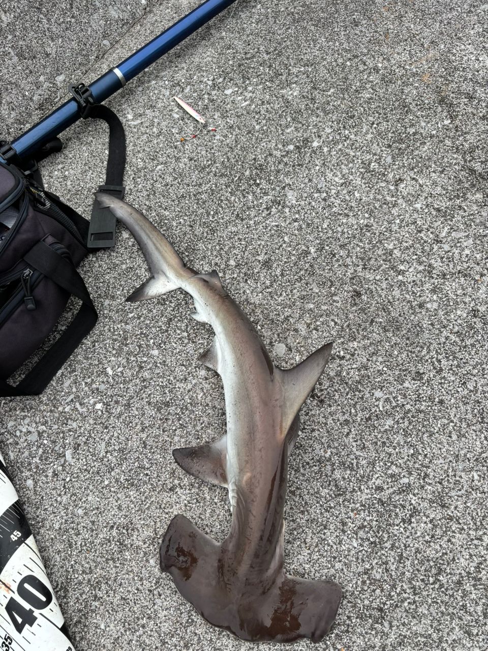 ハンマーヘッドシャーク