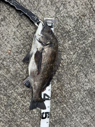 チヌの釣果
