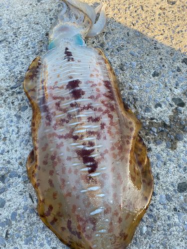 アオリイカの釣果