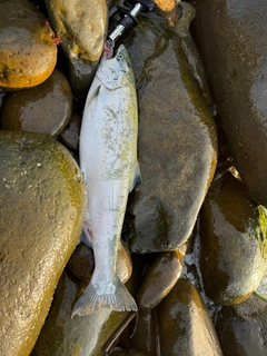 サクラマスの釣果