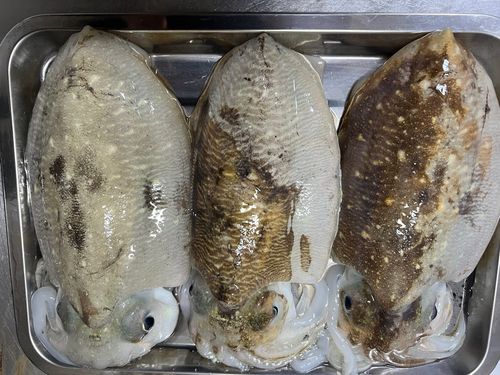 コウイカの釣果