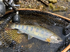 ヤマメの釣果